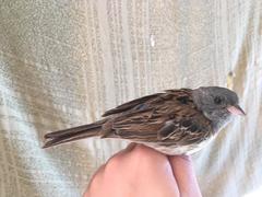 Black-Faced Bunting photo 2