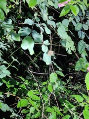 Spirama retorta