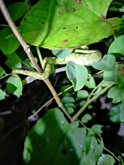 Craspedocephalus gramineus