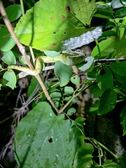 Craspedocephalus gramineus