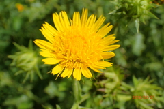Berkheya erysithales