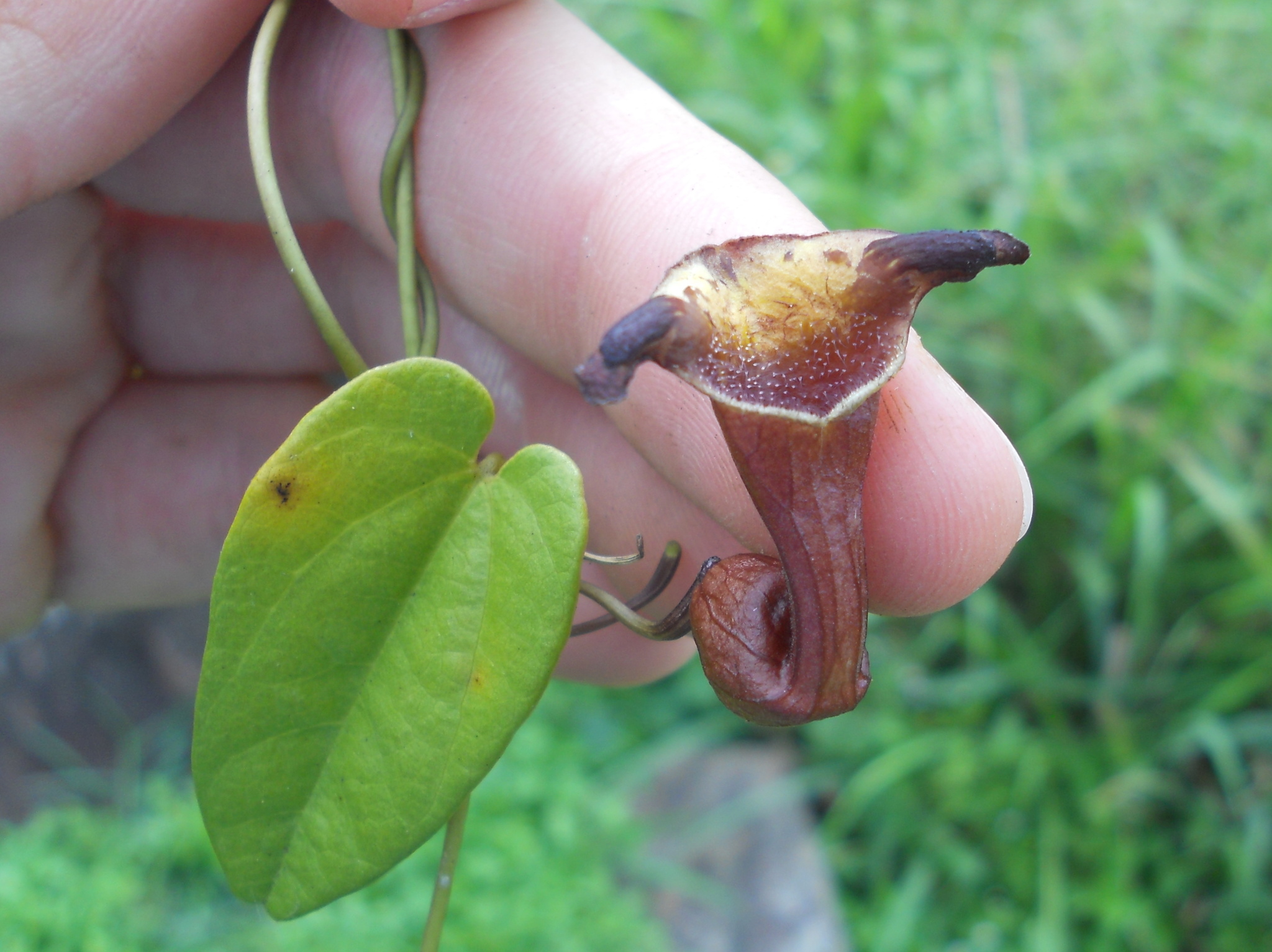 Aristolochia birostris