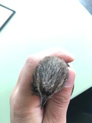 Emberizidae