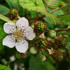 Rubus fruticosus