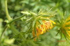 Berkheya erysithales