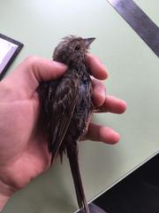 Emberizidae