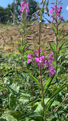 Chamaenerion angustifolium