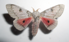 Syssphinx heiligbrodti