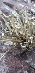 Ramalina cuspidata