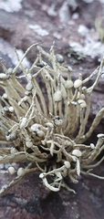 Ramalina cuspidata