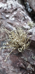 Ramalina cuspidata