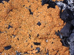 Anthracobia muelleri