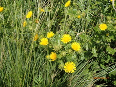 Berkheya erysithales