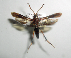 Podosesia aureocincta