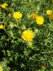 Berkheya erysithales
