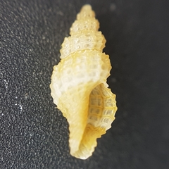 Raphitoma horrida