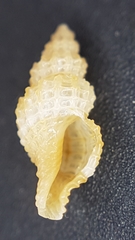 Raphitoma horrida