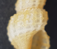 Raphitoma horrida
