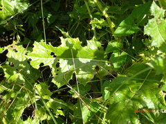 Berkheya erysithales