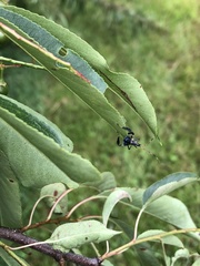 Acanthocephalini