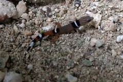 Sphaerodactylus glaucus