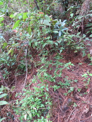 Clinopodium macrostemum