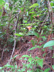 Clinopodium macrostemum