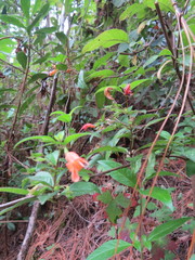 Clinopodium macrostemum