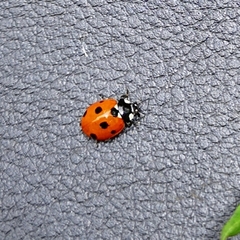Coccinella septempunctata