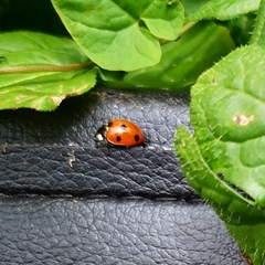Coccinella septempunctata