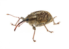 Curculio obtusus
