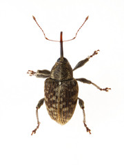 Curculio obtusus