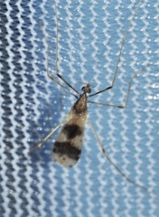 Erioptera venusta