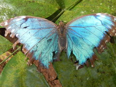 Morpho helenor narcissus