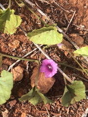 Ipomoea muelleri