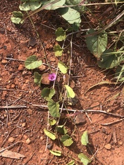 Ipomoea muelleri
