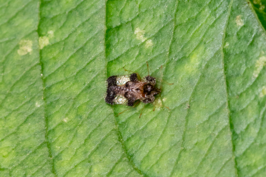 hawthorn lace bug