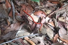 Micrurus diastema alienus