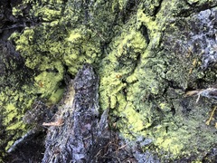 Chrysothrix granulosa