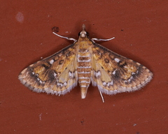 Niphograpta albiguttalis