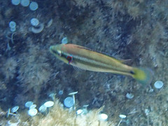 Symphodus ocellatus