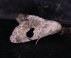 Abablemma duomaculata