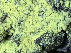 Chrysothrix granulosa