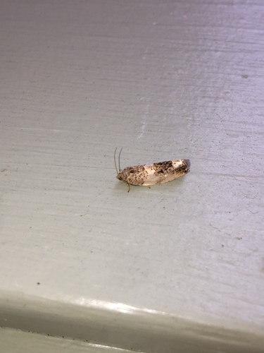 Poplar Leafroller Moth photo 2