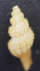 Raphitoma horrida