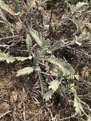 Tanacetum bipinnatum