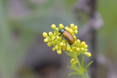 Labidostomis longimana