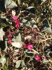 Indigofera monophylla