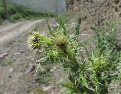 Cirsium echinus