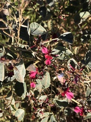Indigofera monophylla